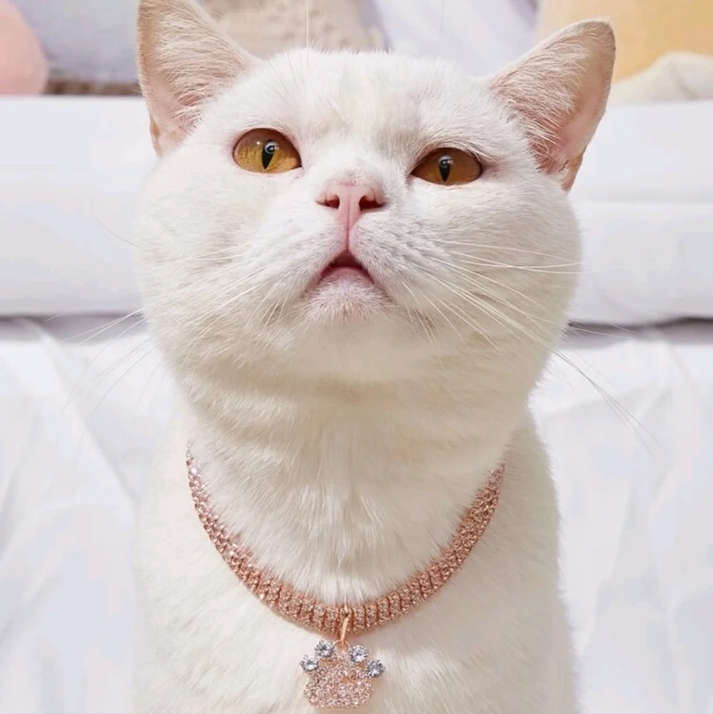 Small Pets Cats/Toy Dogs Rhinestone Claw Pet Necklace